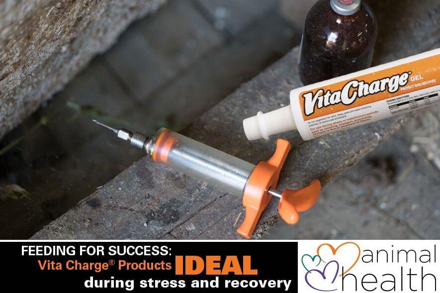 Feeding for success: Vita Charge Products Ideal during stress and recovery